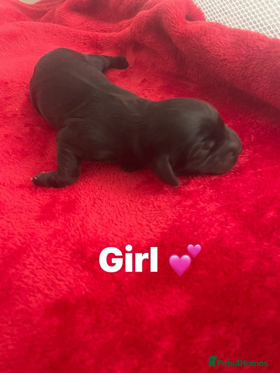 Mixed Breed dogs for sale: Cocker spaniel x  - Image 2