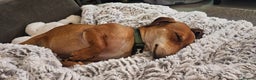 Dachshund dogs for sale: 2 year old named Frank  - Advert 7