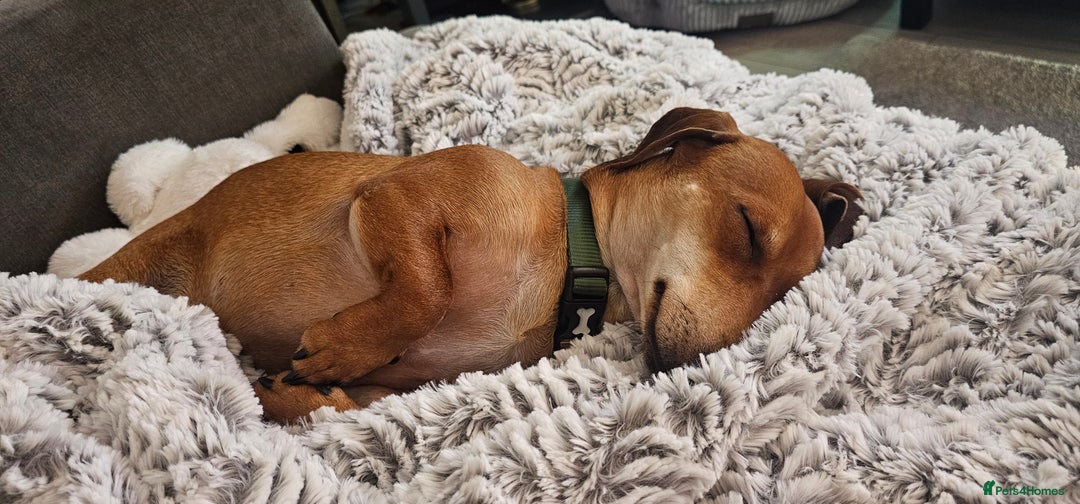 Dachshund dogs for sale: 2 year old named Frank  - Advert 7