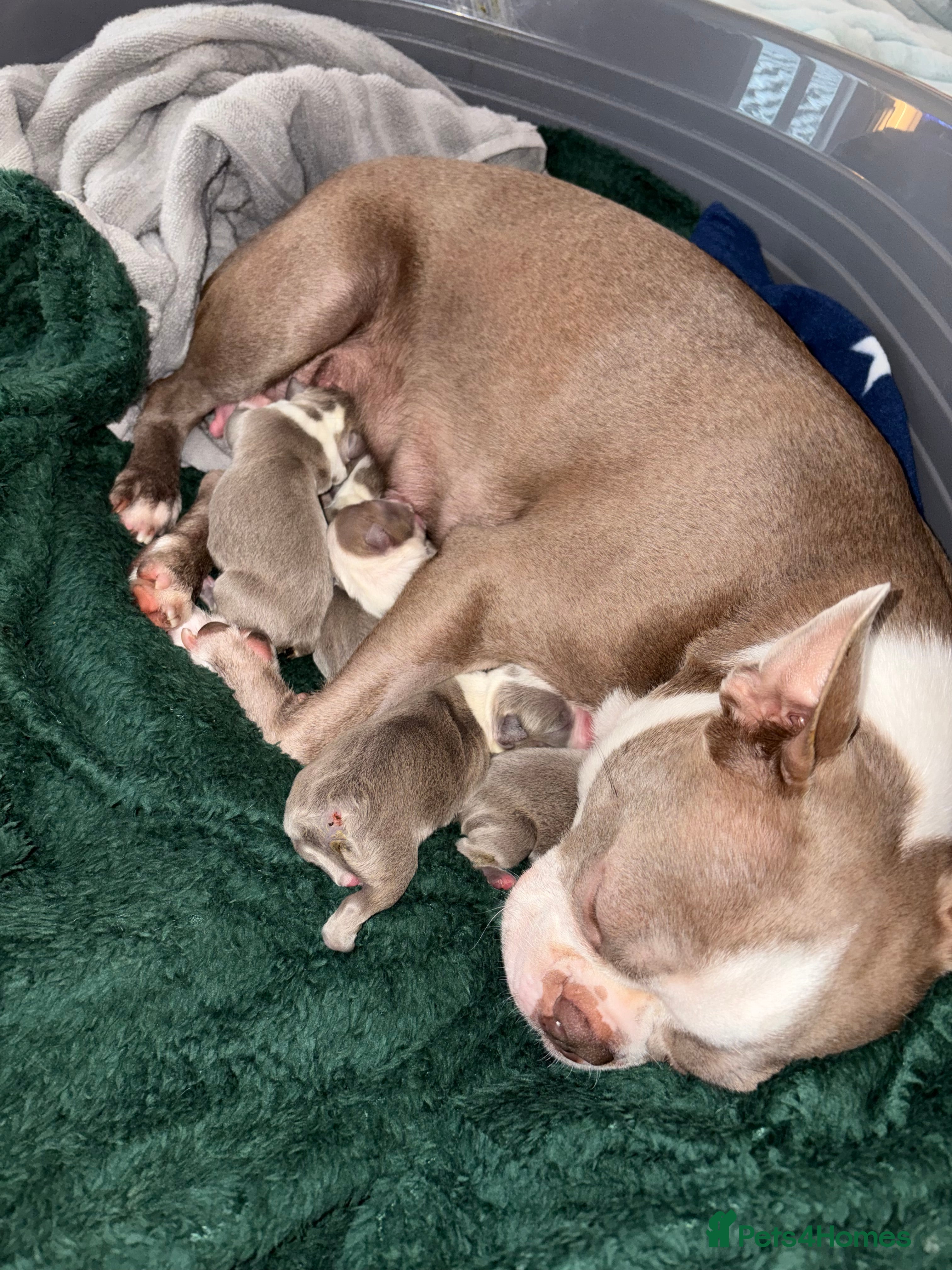 Boston Terrier dogs Premium & Rare Champaign Boston Terriers - Advert 1