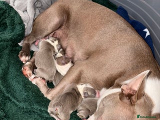 Boston Terrier dogs Premium & Rare Champaign Boston Terriers - Advert 1