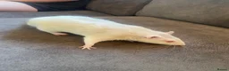 Rat rodents for sale: 2 albino rats  - Advert 8
