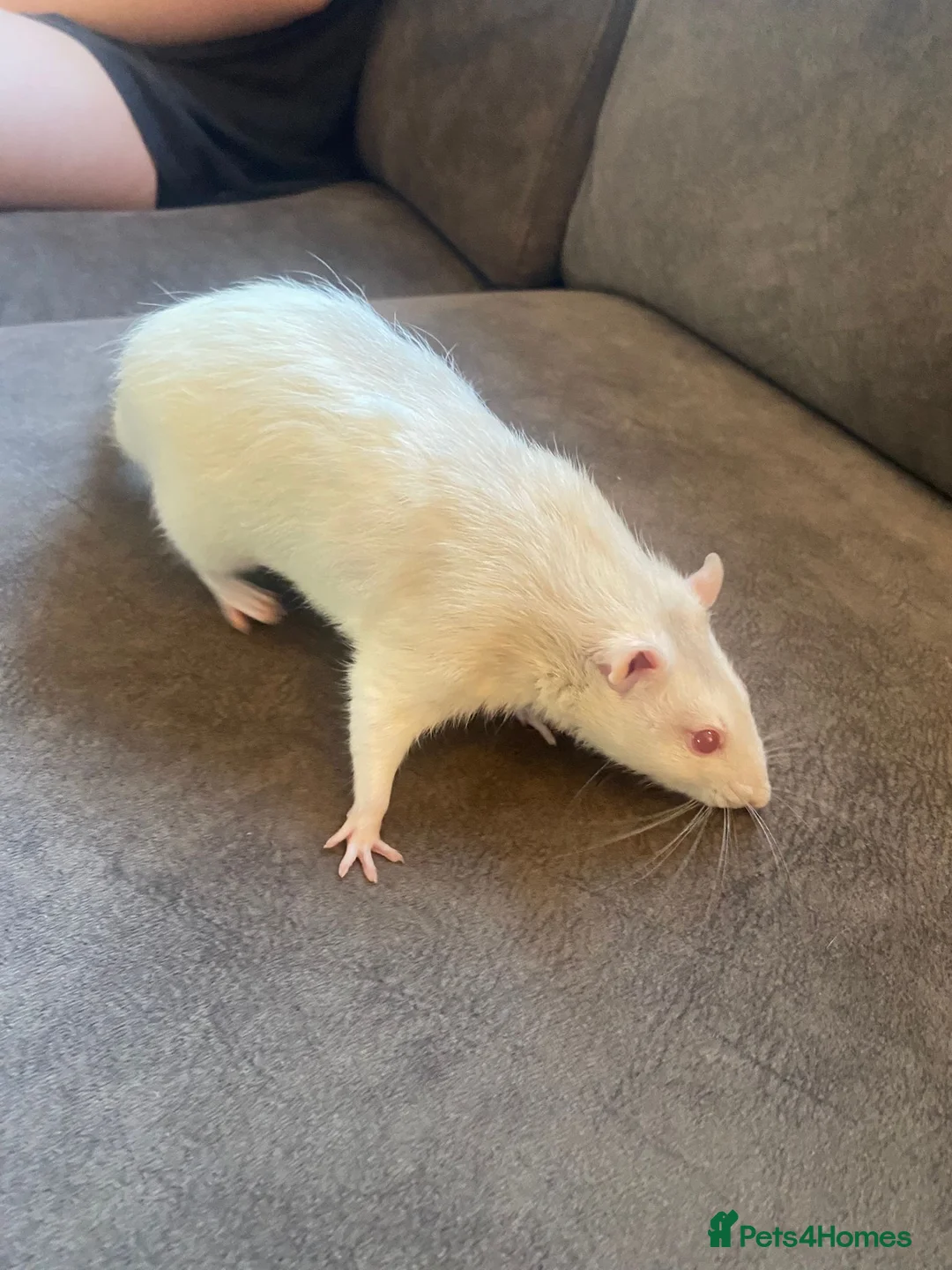 Rat rodents for sale: 2 albino rats  - Advert 8