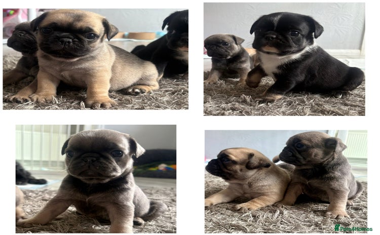 Pug dogs - Advert 16