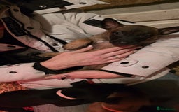 Belgian Shepherd Dog dogs for sale: Malinois Pups. Intentionally Bred as family dogs - Advert 12