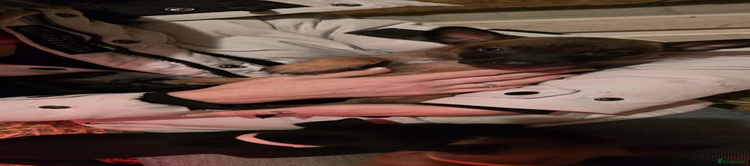 Belgian Shepherd Dog Puppy 4 - tan female bright pink collar 