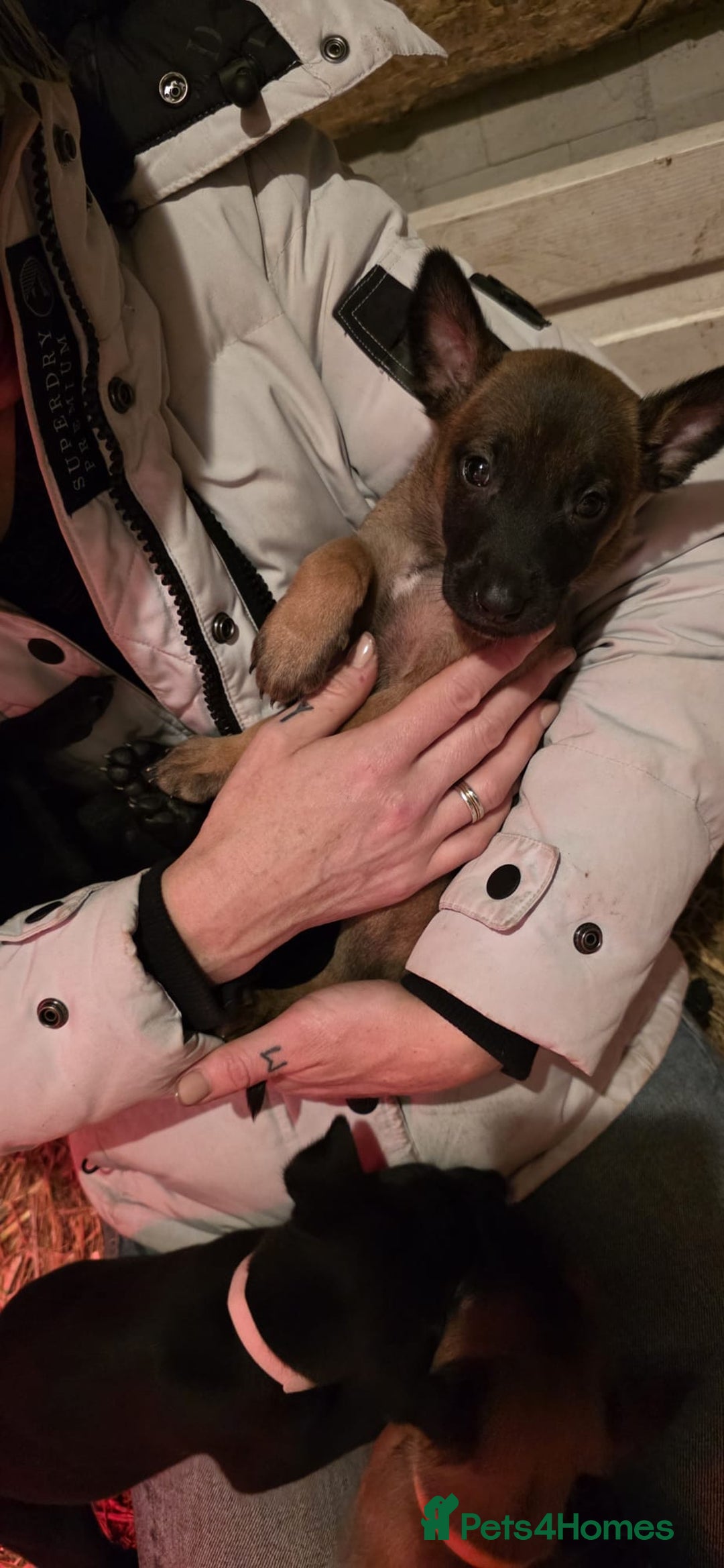 Belgian Shepherd Dog dogs for sale: Malinois Pups. Intentionally Bred as family dogs - Advert 12