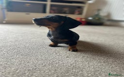 Miniature Dachshund dogs for sale: AVAILABLE NOW! Little Legs & Big Hearts - Advert 22