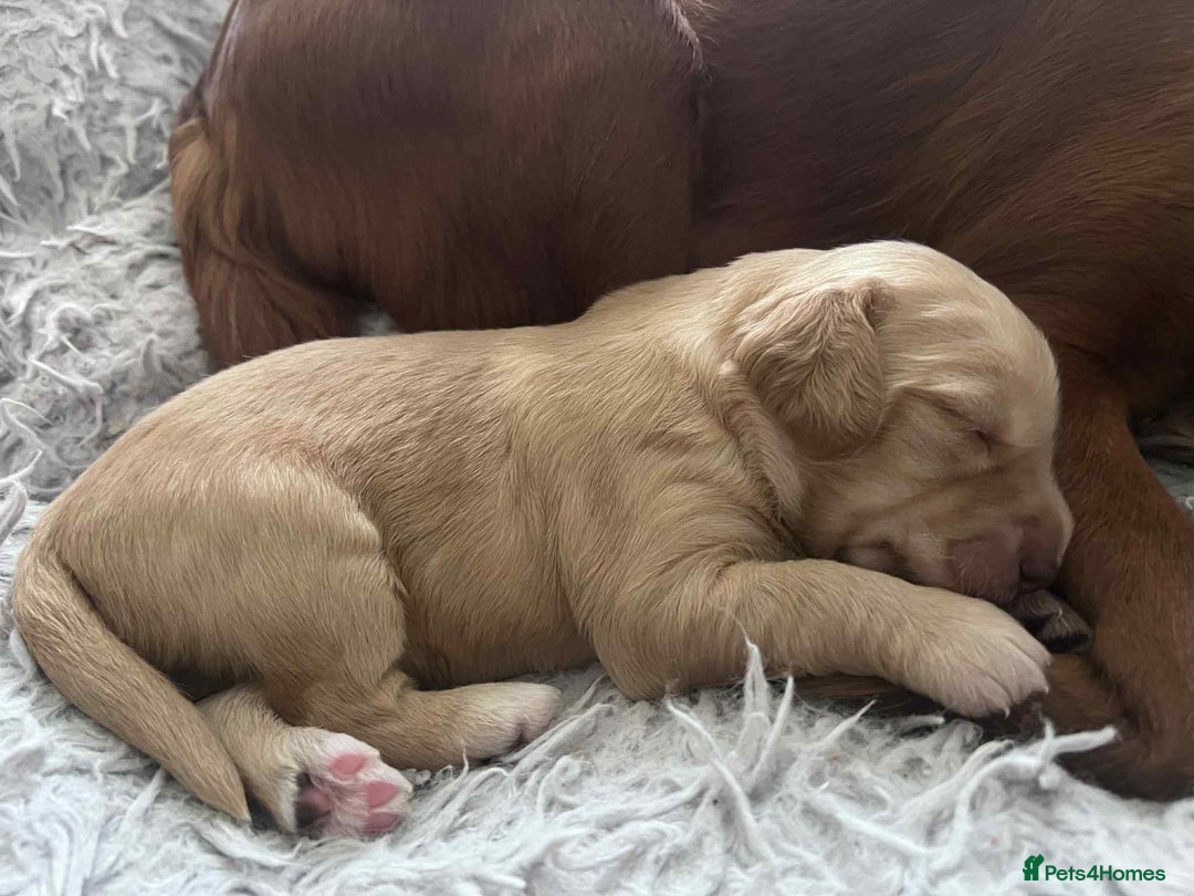 Cockapoo dogs for sale: F1B Cockerpoo puppies looking for new homes - Image 14