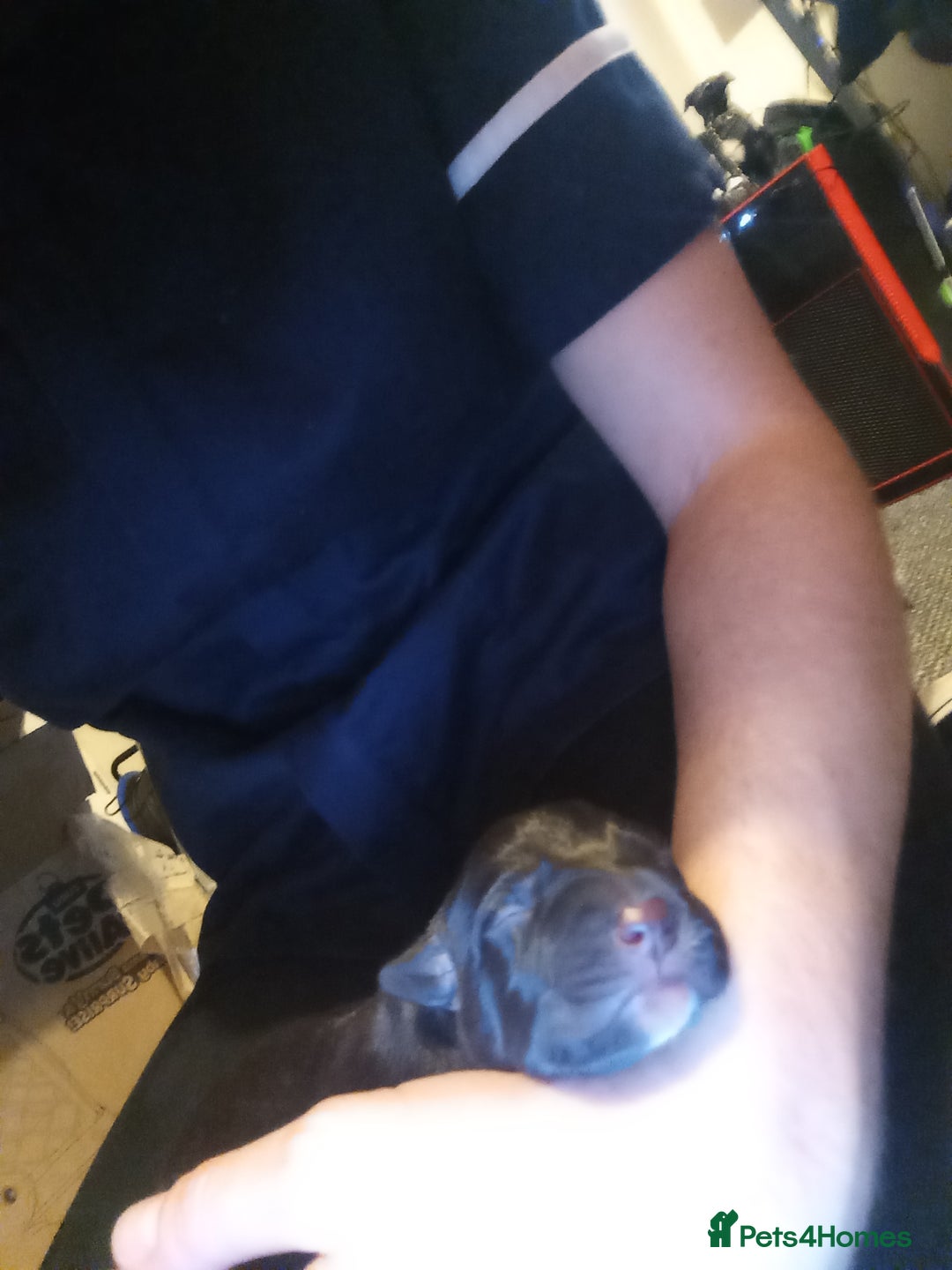 Mixed Breed dogs for sale: Staffy x border collie for sale  - Advert 12