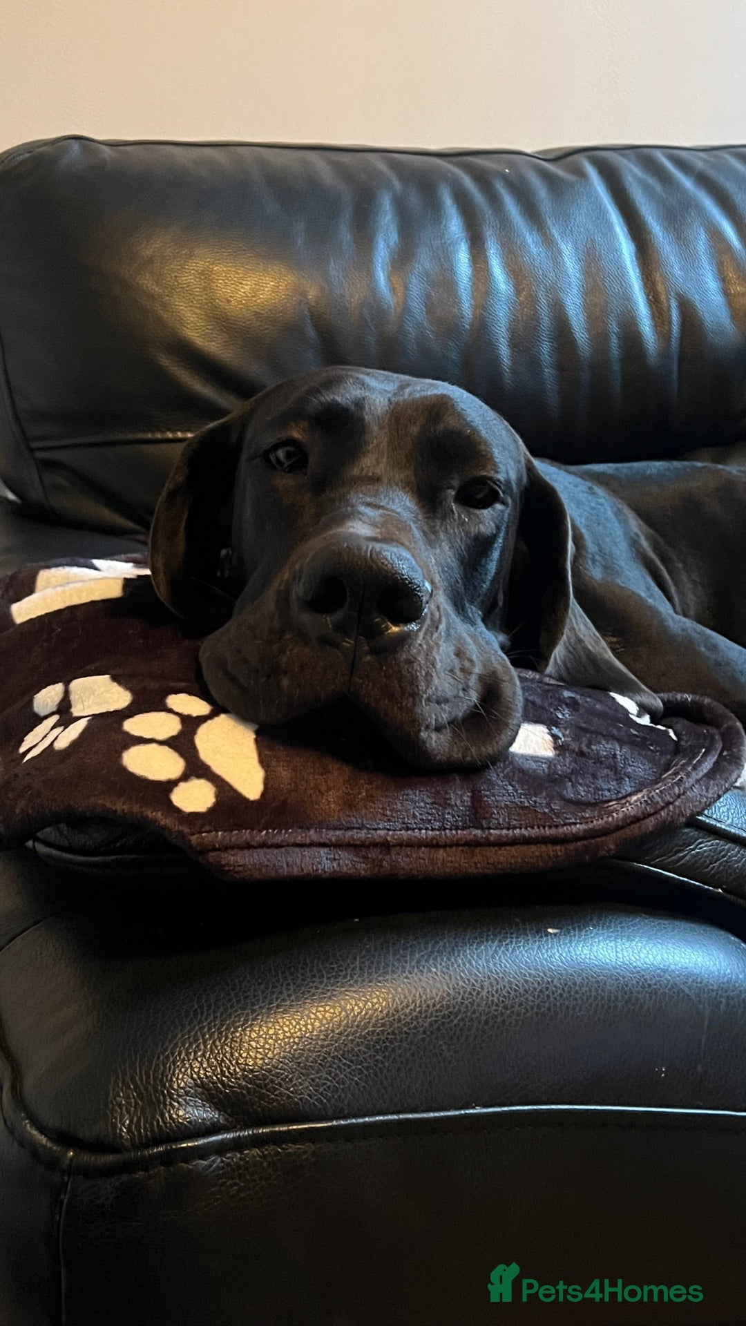 Great Dane dogs for sale: Female KC registered Great Dane - Image 10