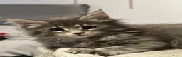 Maine Coon cats for sale: Beautiful Mainecoon kittens - Advert 8