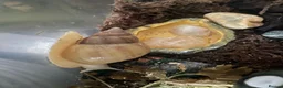 Snails invertebrates for sale: Giant African Land Snail Babies in Kettering - Advert 3