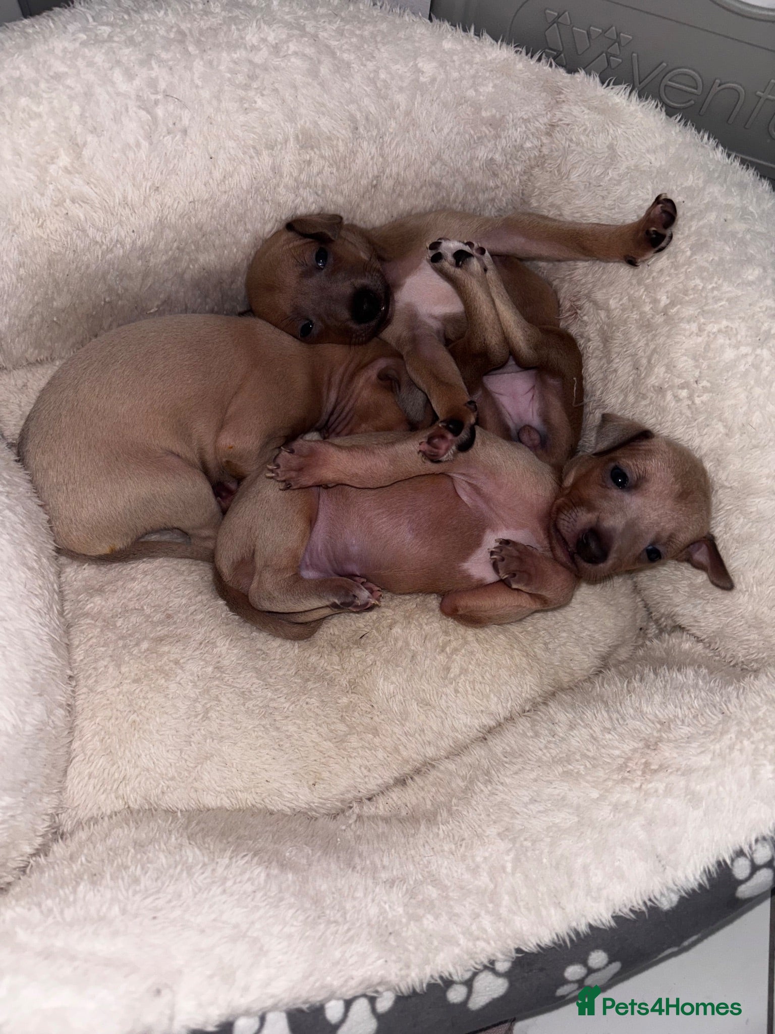 Italian Greyhound dogs Outstanding Italian Greyhound Puppies - Advert 11