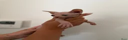Sphynx cats for sale: Beautiful kittens  - Advert 2