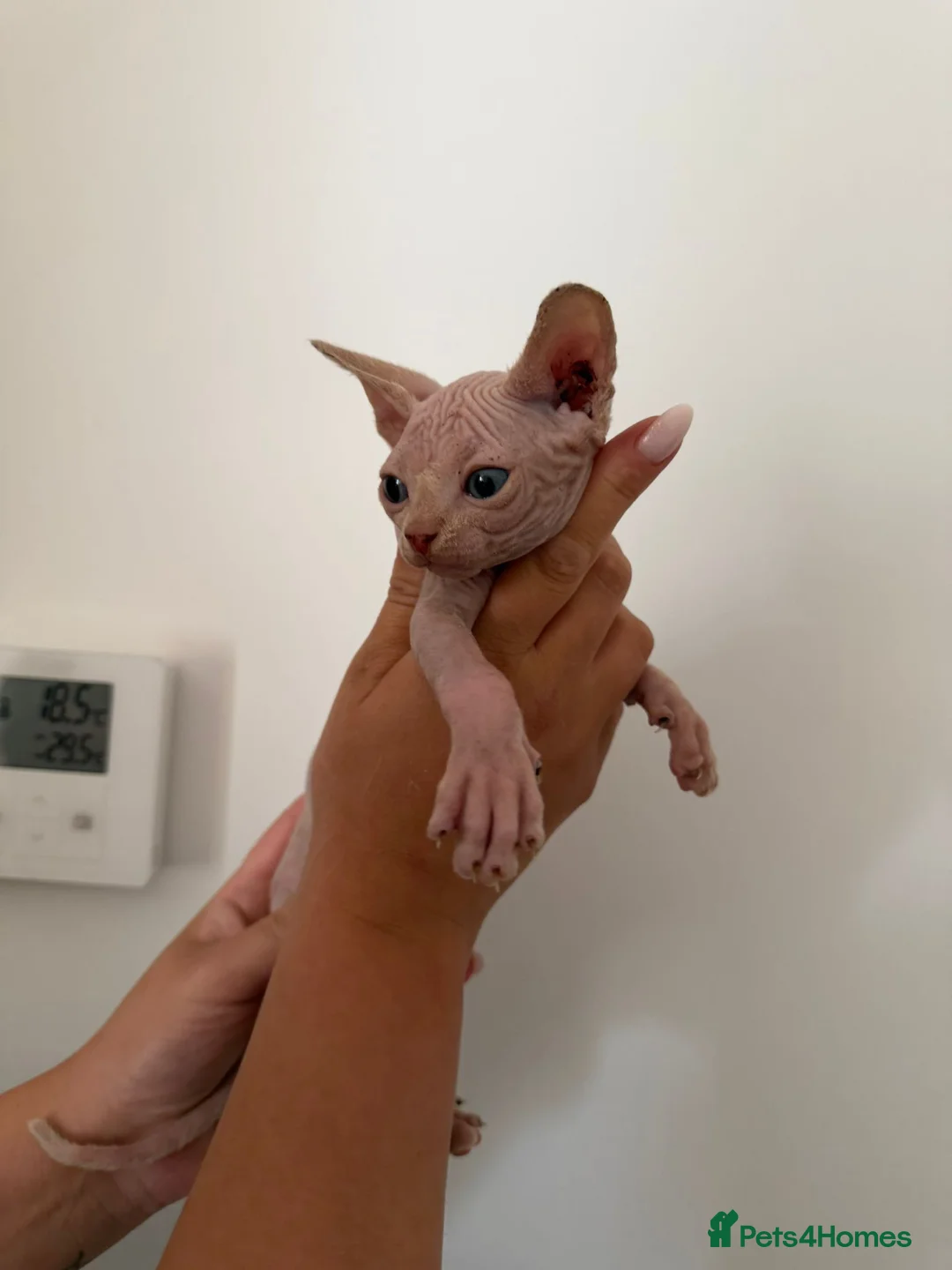 Sphynx cats for sale: Beautiful kittens  - Advert 2