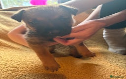Mixed Breed dogs for sale: German Shepherd cross puppies - Image 6