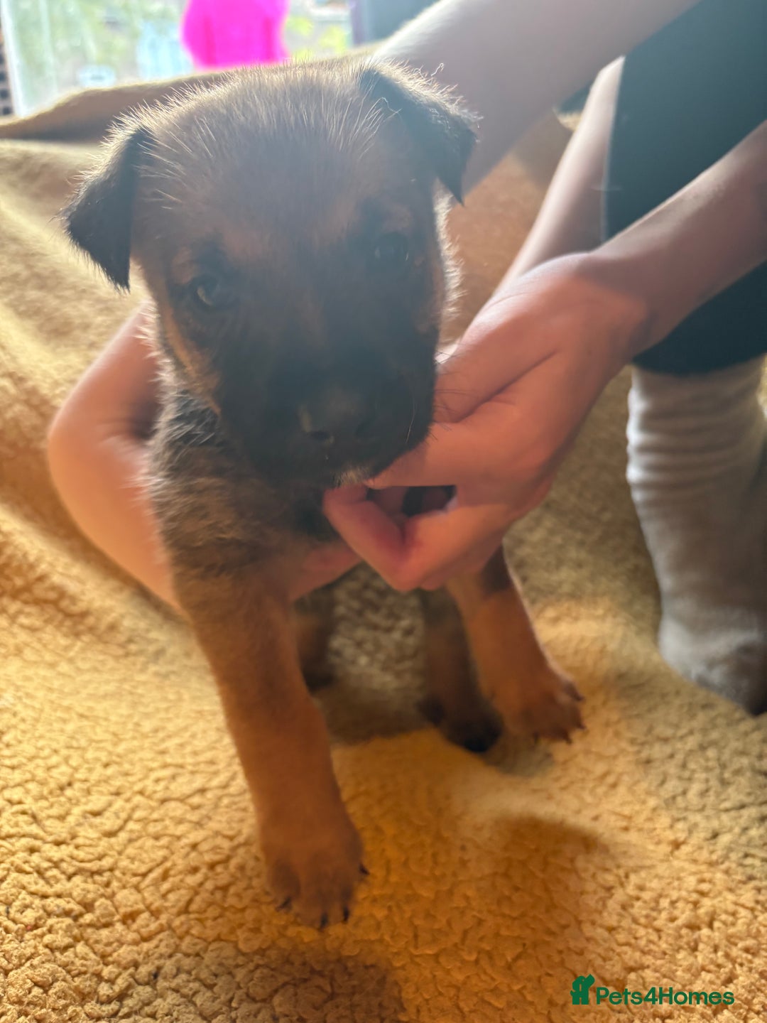 Mixed Breed dogs for sale: German Shepherd cross puppies - Image 6