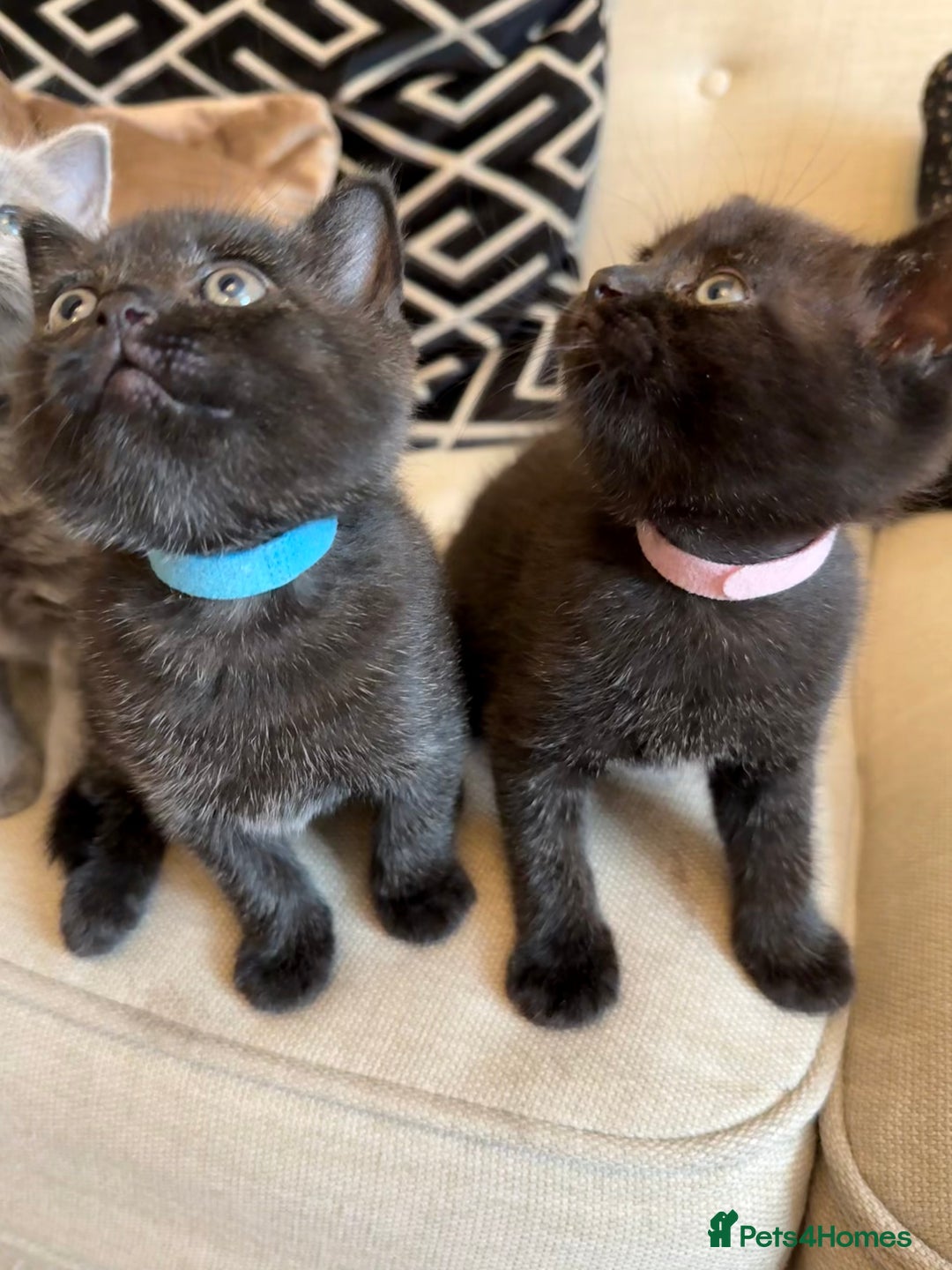 British Shorthair cats for sale: Rare black smoke British short hair kittens - Image 13