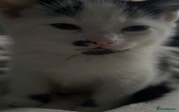 Domestic Shorthair cats for sale: 2 Females and 2 Males  - Image 6