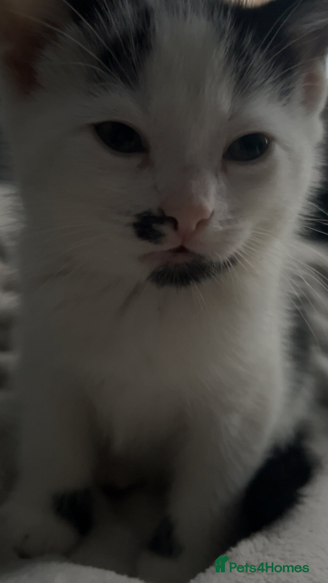 Domestic Shorthair cats for sale: 2 Females and 2 Males  - Image 6