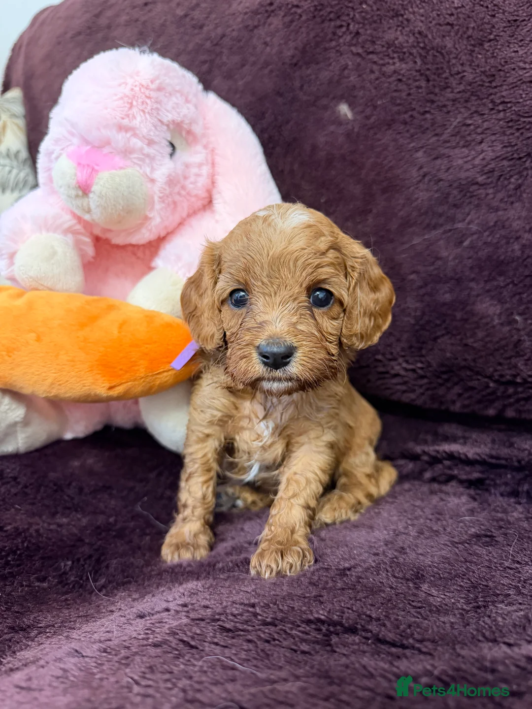 Cavapoo dogs for sale: Beautiful Cavapoos f1  - Advert 2