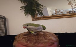 Cockatiels birds for sale: 2 quakers 250 each or pair for 400 - Image 4