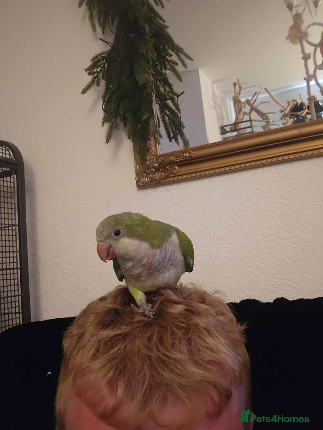Cockatiels birds for sale: 2 quakers 250 each or pair for 400 - Image 4