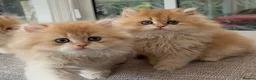 British Longhair cats for sale: Golden Longhair Kittens BY12 in Cardiff - Advert 18
