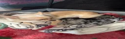 Pomchi dogs for sale: Stunning Pomchi puppies  - Advert 7