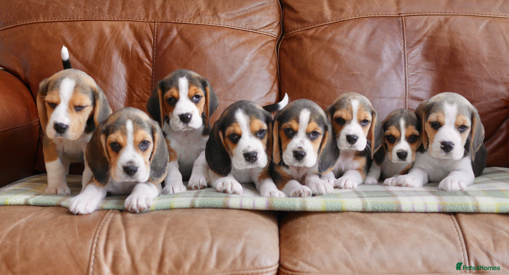 Beagle dogs Quality Health Tested Beagle Puppies - Advert 1