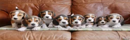 Beagle dogs for sale: Quality Health Tested Beagle Puppies - Advert 1