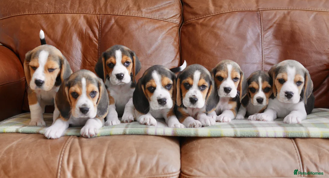 Beagle dogs for sale: Quality Health Tested Beagle Puppies - Advert 1