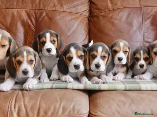 Beagle dogs Quality Health Tested Beagle Puppies - Advert 1