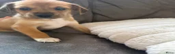 Mixed Breed dogs for sale:  Beautiful Female Puppies Ready Soon  - Advert 8