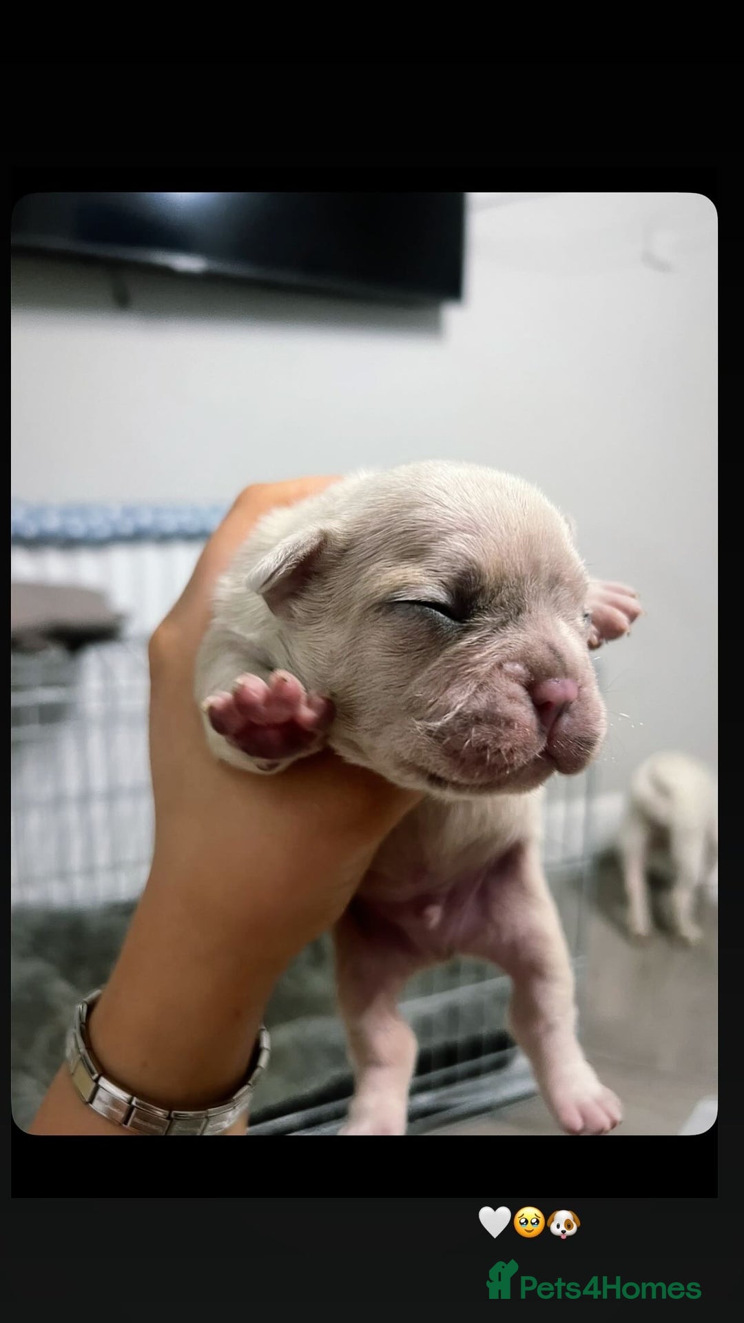 French Bulldog dogs for sale: French Bulldog Puppy’s  - Advert 19