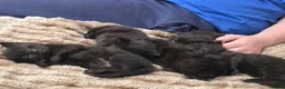 Mixed Breed cats for sale: Full black kittens - Advert 2
