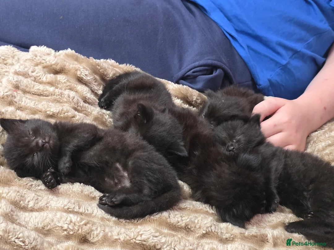 Mixed Breed cats for sale: Full black kittens - Advert 2
