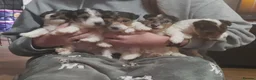 Fox Terrier dogs for sale: Wire Haired Fox Terrier Puppies - Advert 6
