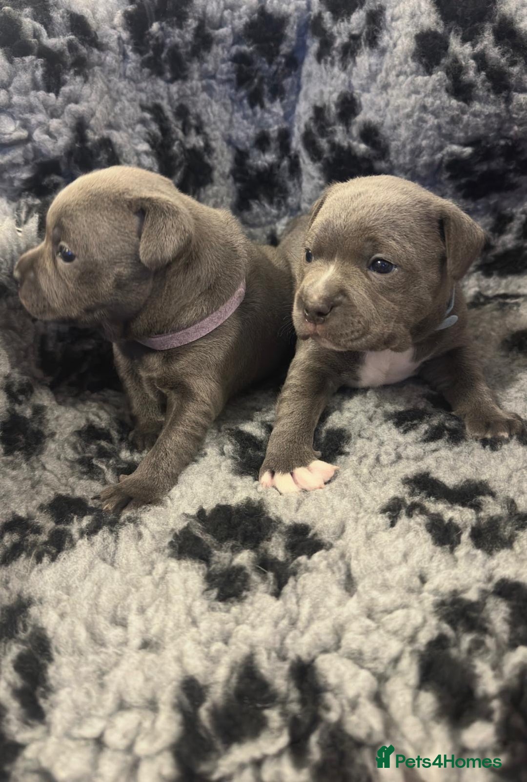 Staffordshire Bull Terrier dogs for sale: Full pedigree blue staffy pups - Image 4
