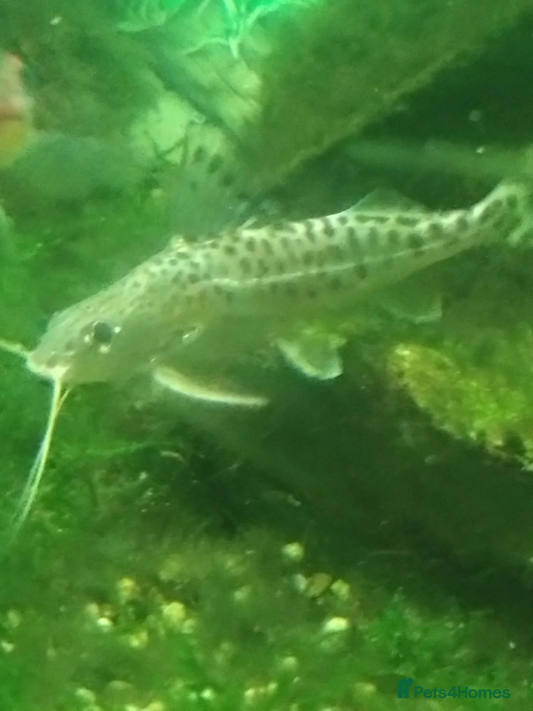 Catfish fish for sale: 5+ Free Pictus Catfish (pickup only) - Advert 3