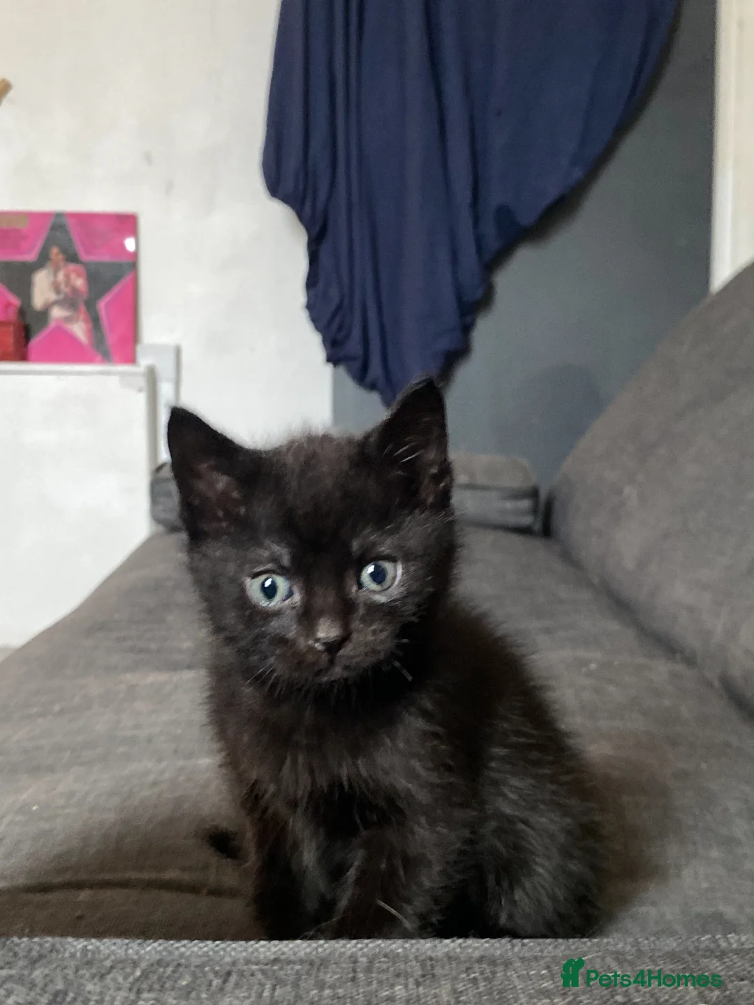 British Shorthair cats for sale: 4 Beautiful kittens - Advert 2