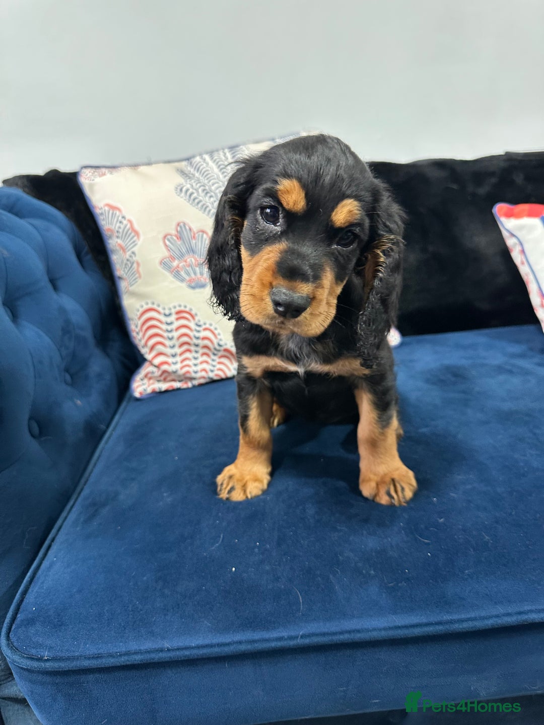 Cocker Spaniel dogs for sale: LAST BEAUTIFUL COCKER SPANIEL GIRL  - Image 6
