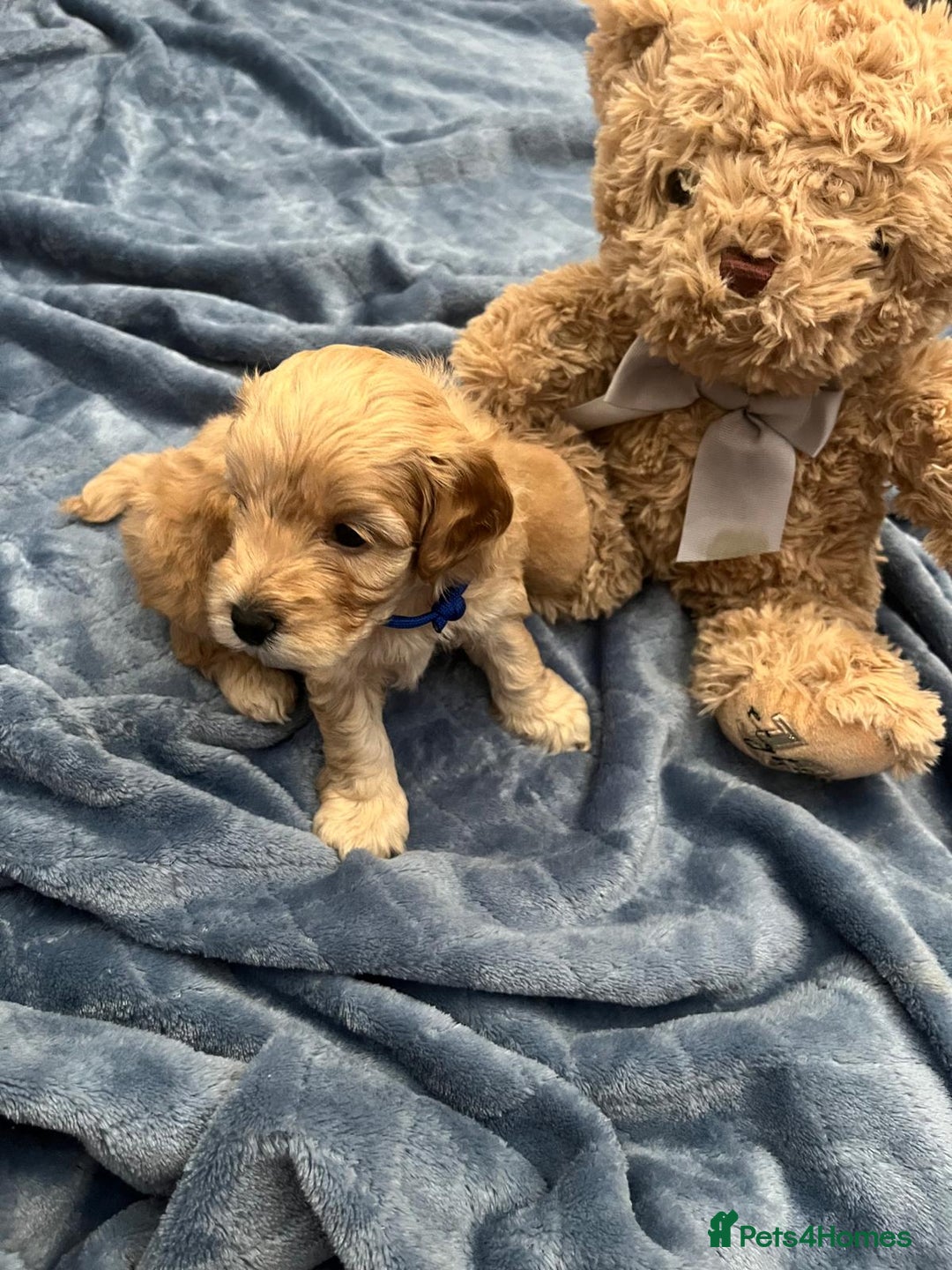 Cockapoo dogs for sale: Beautiful litter of cockapoos - Image 33