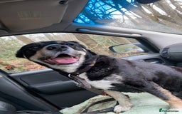Mixed Breed dogs for sale: Mixbreed beautiful puppies  - Image 23