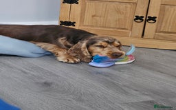 Cocker Spaniel dogs for sale: 1 year old cocker spaniel PLEASE READ! - Image 6