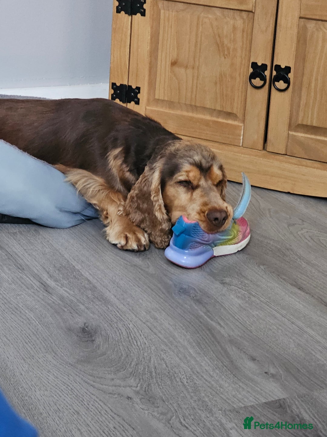 Cocker Spaniel dogs for sale: 1 year old cocker spaniel PLEASE READ! - Image 6