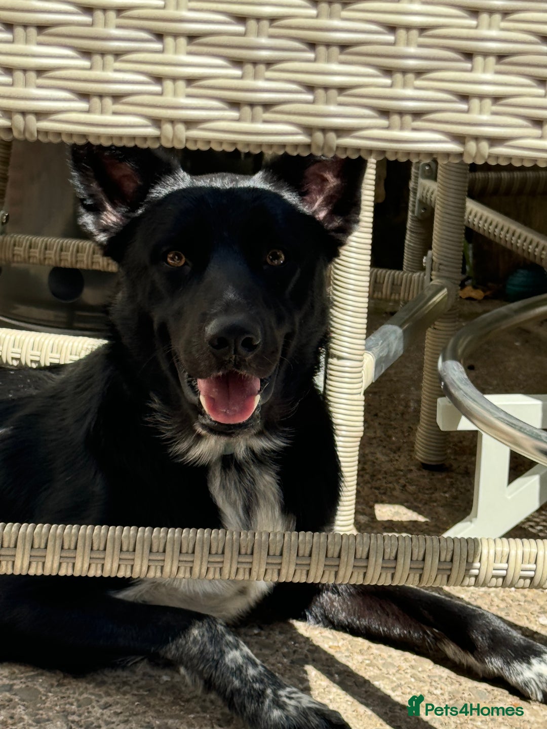 Mixed Breed dogs for sale: Bandit  - Advert 6