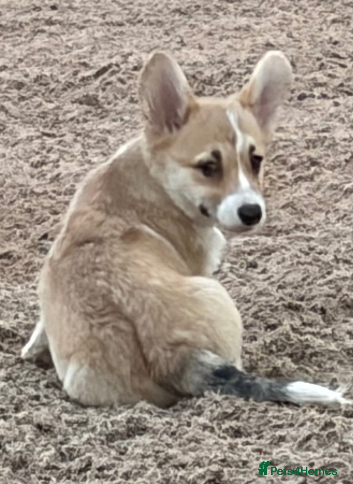 Welsh Corgi Pembroke dogs PERFECT PEMBROKE PUPPIES - Advert 2