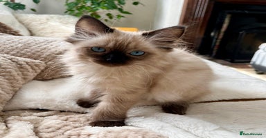 Ragdoll cats - Advert 7
